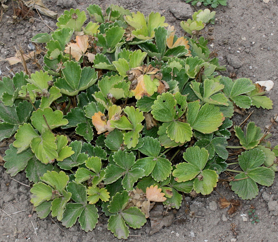 Image of Potentilla megalantha specimen.