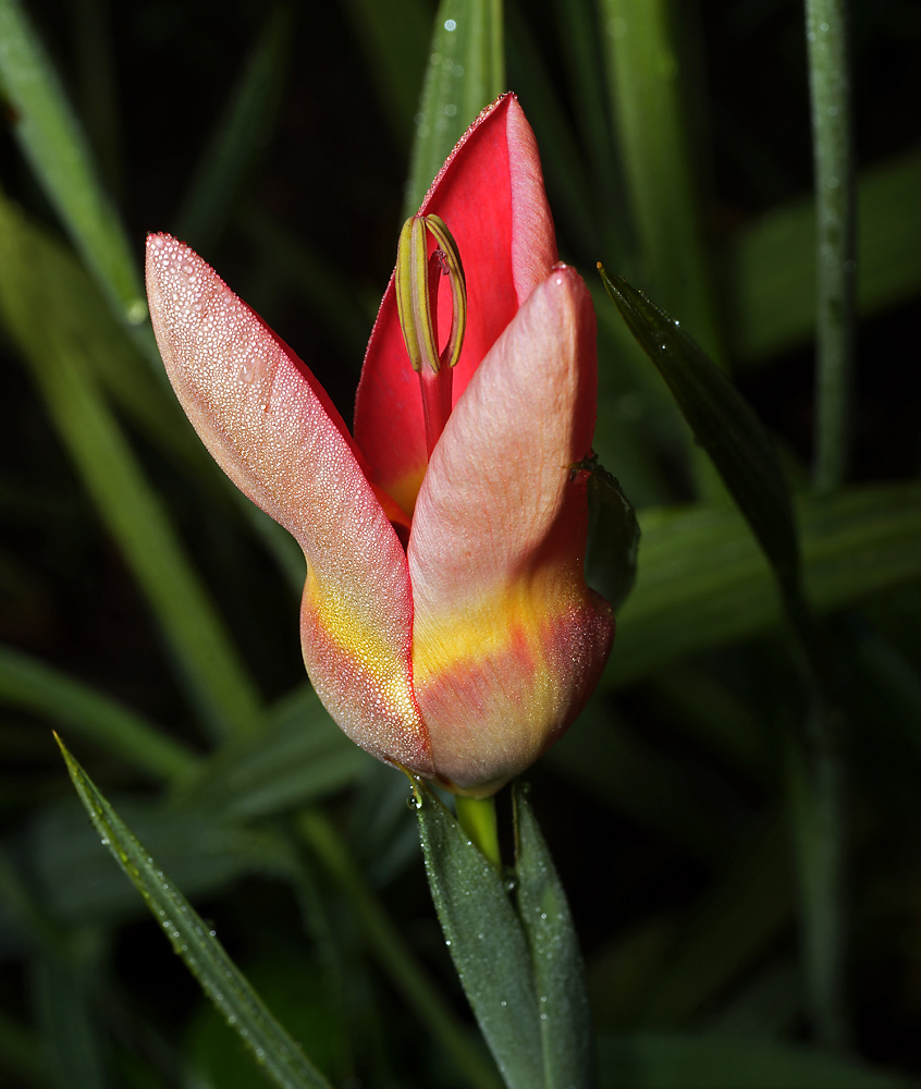 Image of Tigridia pavonia specimen.