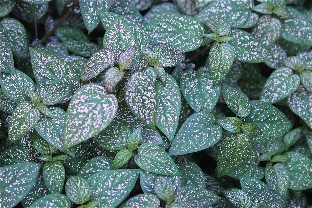 Image of Hypoestes phyllostachya specimen.