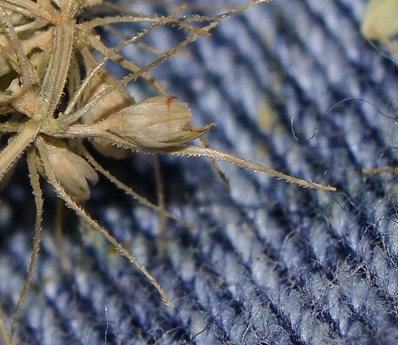 Image of Setaria adhaerens specimen.