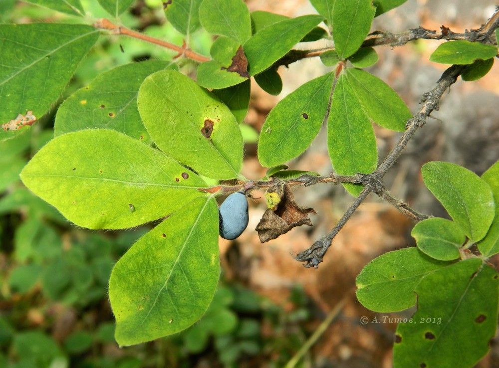 Image of Lonicera pallasii specimen.