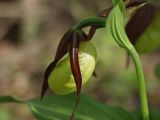 Cypripedium calceolus