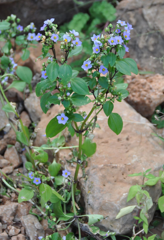 Image of Exacum affine specimen.