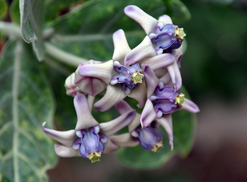 Image of Calotropis gigantea specimen.