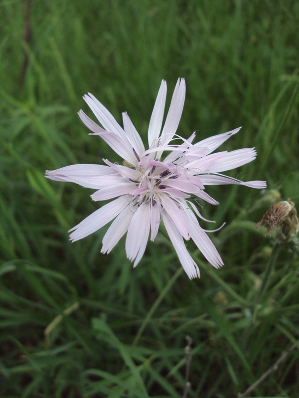 Image of Scorzonera purpurea specimen.