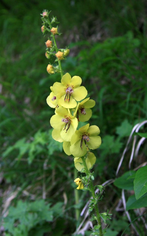 Image of Verbascum spectabile specimen.