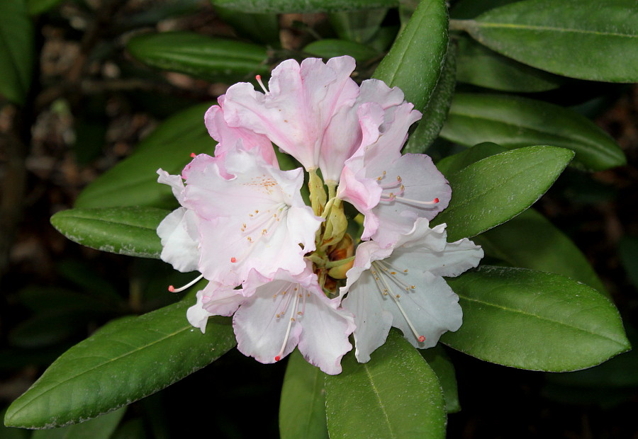 Image of Rhododendron yakushimanum specimen.