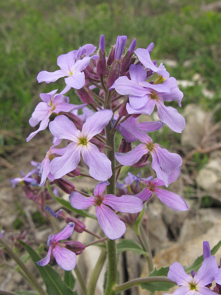 Image of Hesperis pseudocinerea specimen.