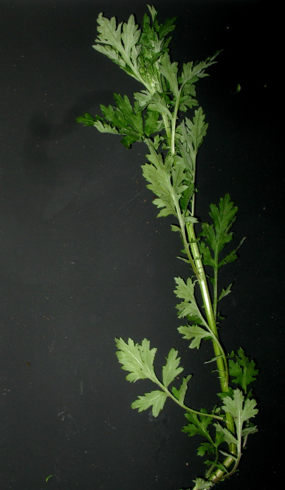 Image of Artemisia vulgaris specimen.