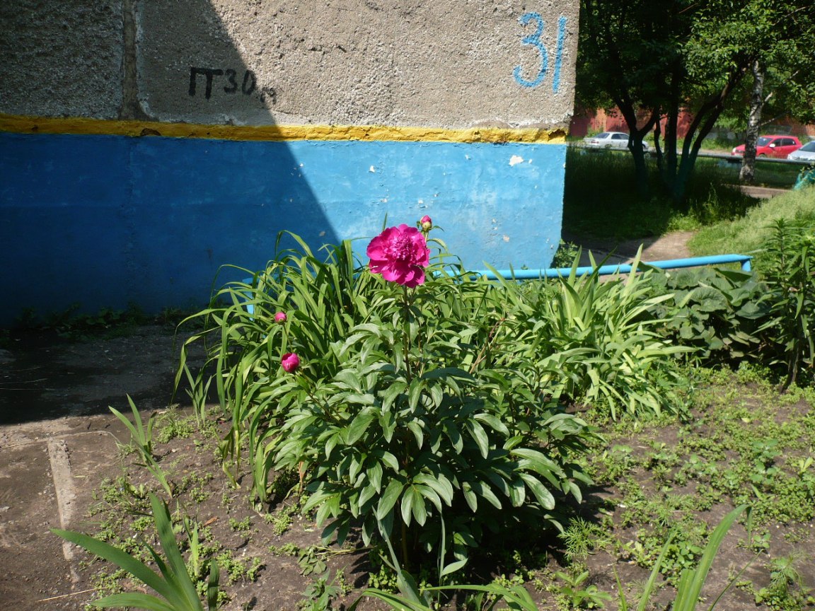 Image of Paeonia lactiflora specimen.