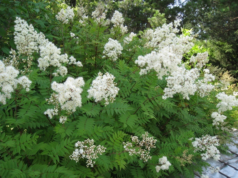 Image of Sorbaria sorbifolia specimen.