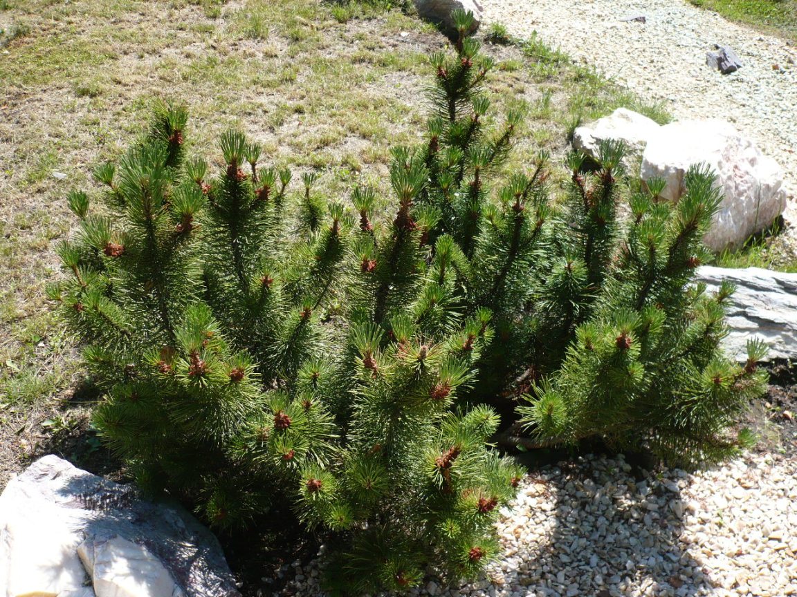 Изображение особи Pinus mugo.