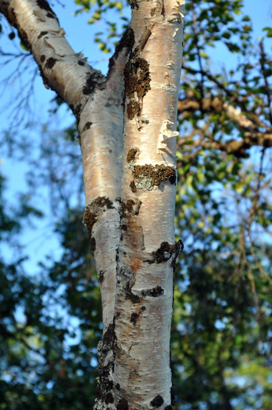 Image of Betula subarctica specimen.