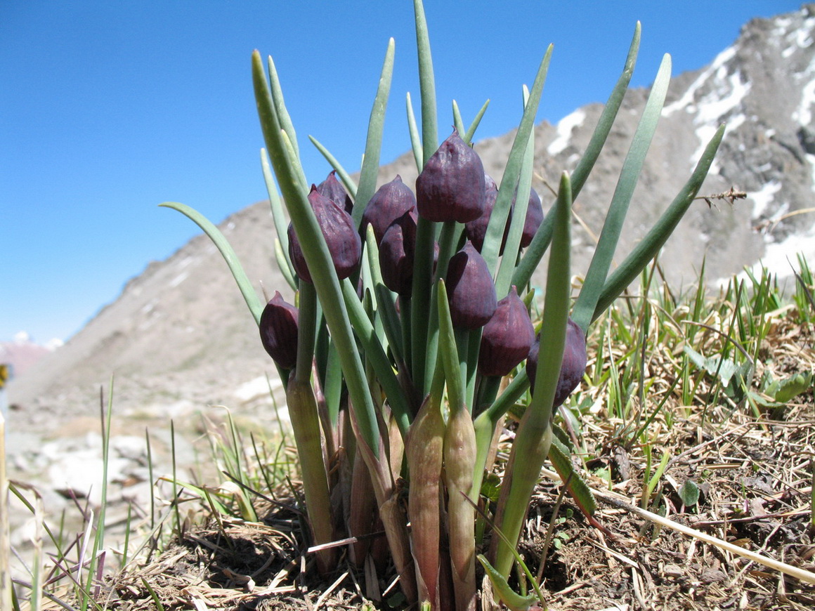 Image of Allium atrosanguineum specimen.