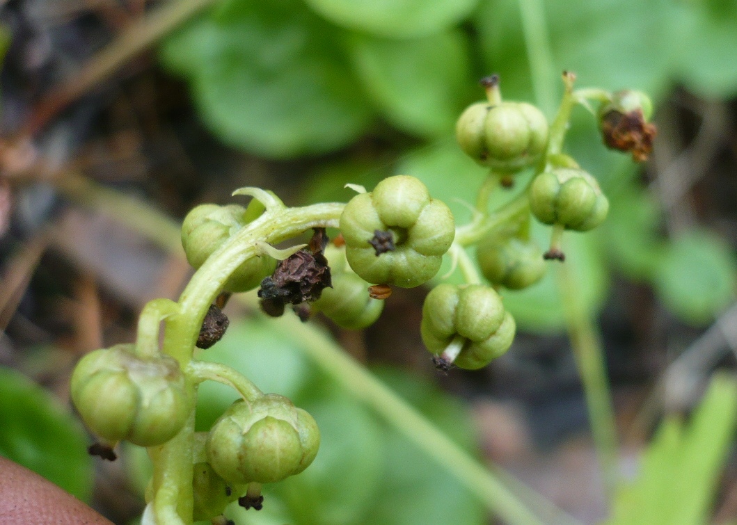 Image of Pyrola minor specimen.