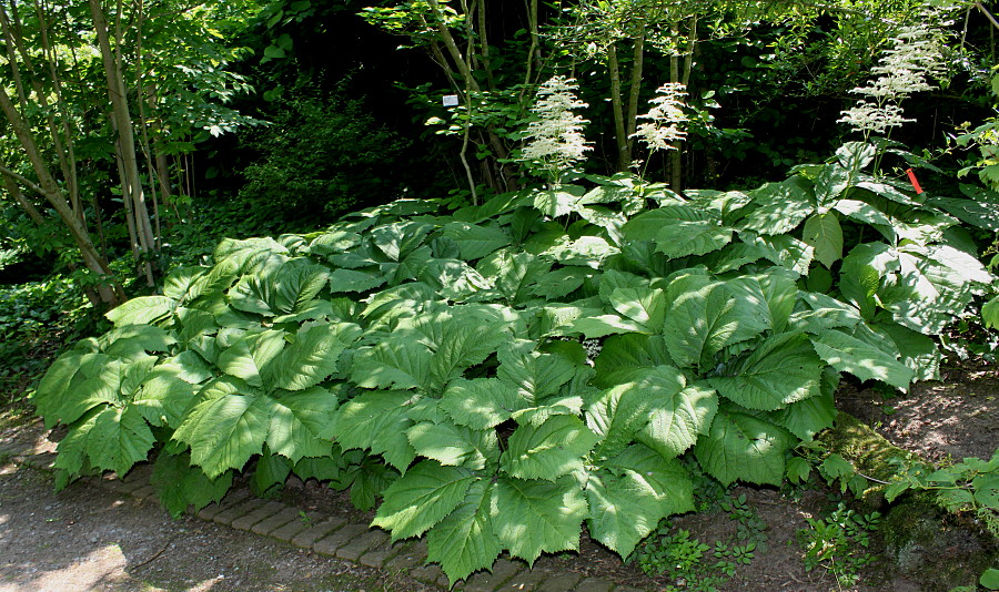 Image of Rodgersia podophylla specimen.