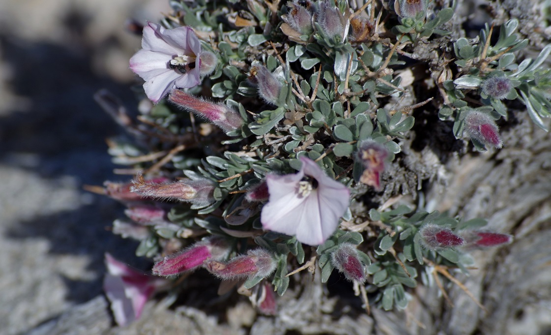 Изображение особи Convolvulus tragacanthoides.