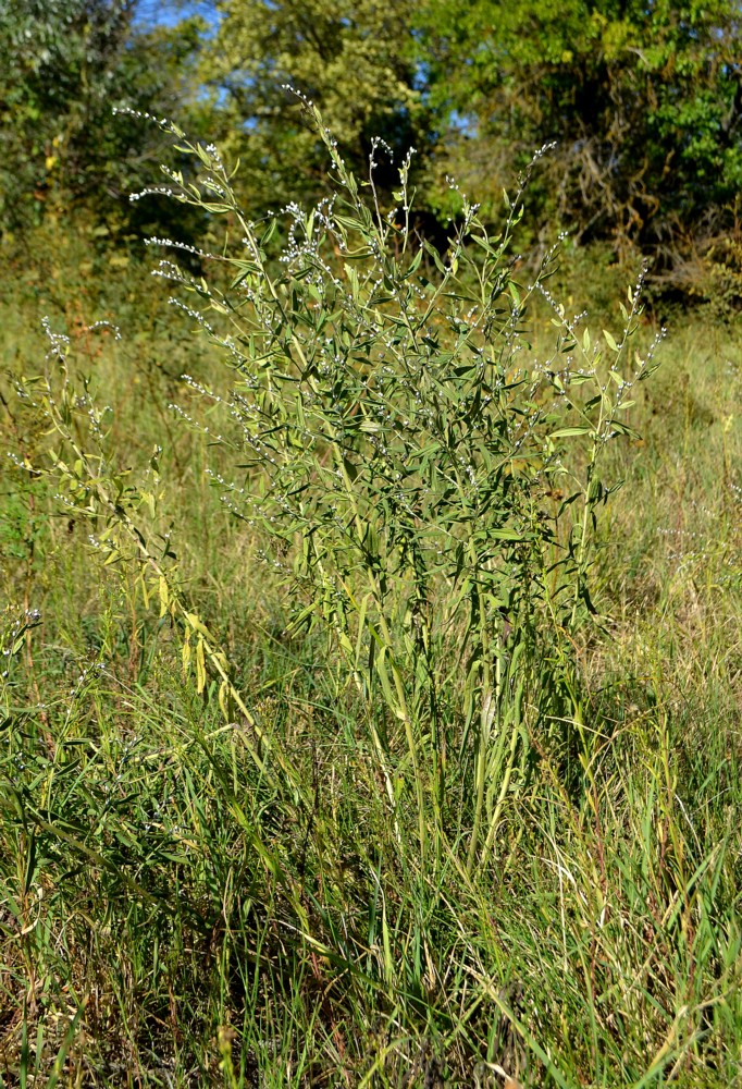 Image of Lithospermum officinale specimen.