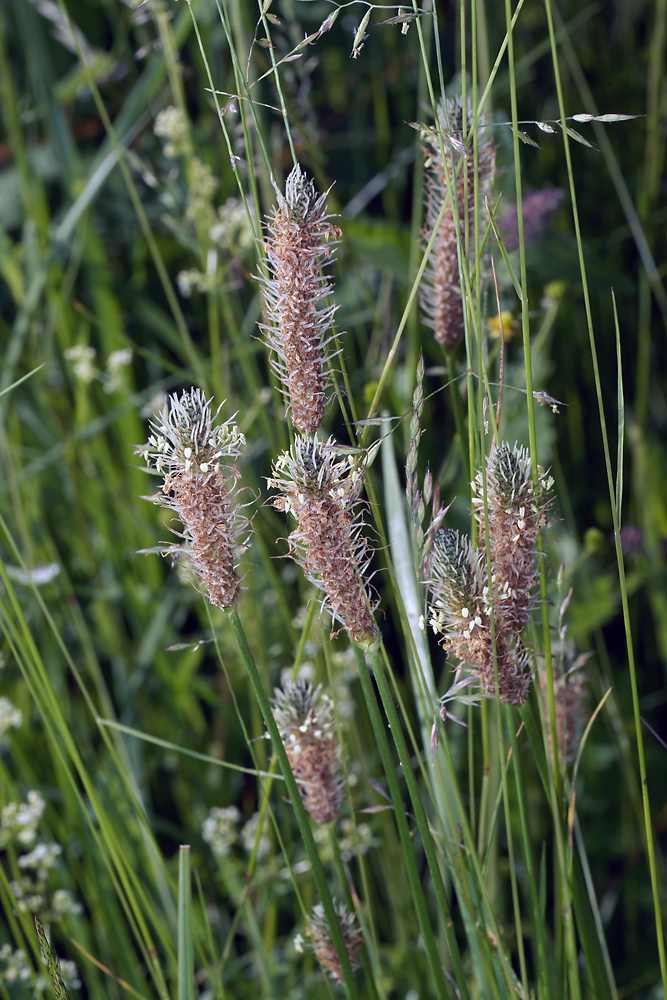 Изображение особи Plantago lanceolata.