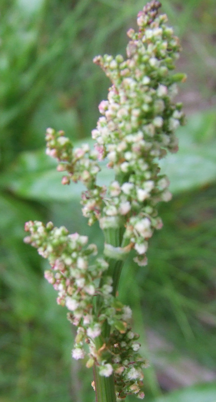 Image of Rumex thyrsiflorus specimen.