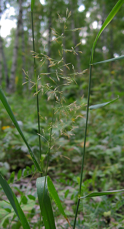 Изображение особи род Agrostis.