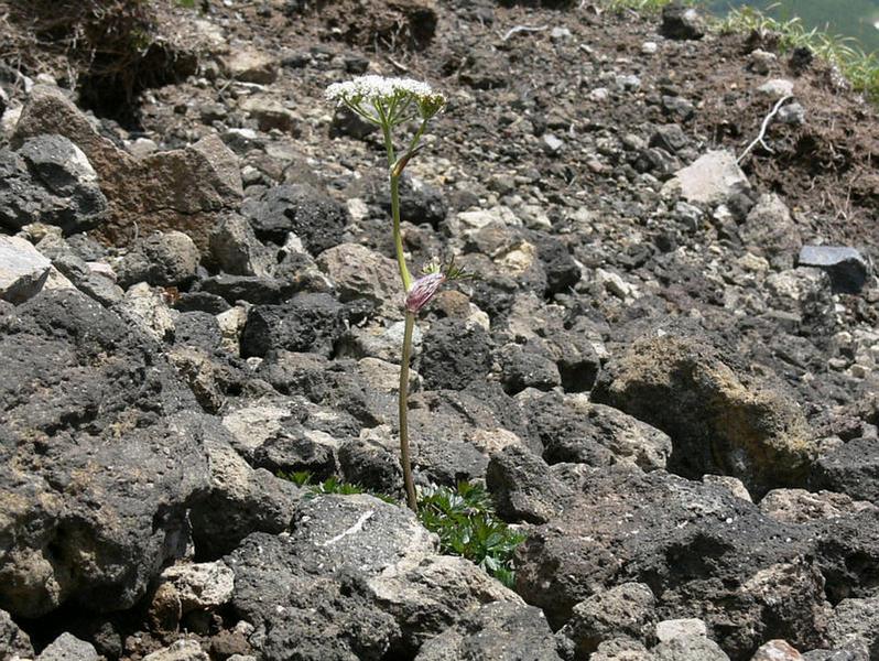 Изображение особи Tilingia ajanensis.