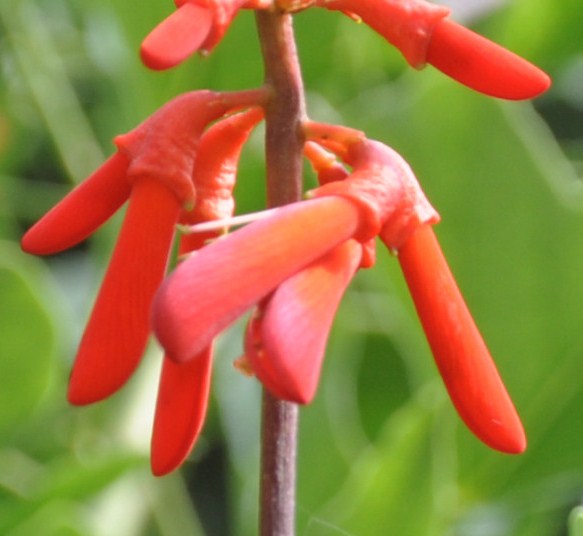 Изображение особи Erythrina humeana.