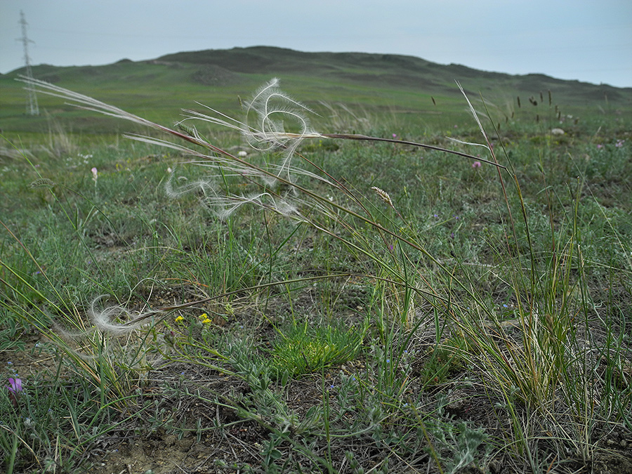 Изображение особи Stipa glareosa.