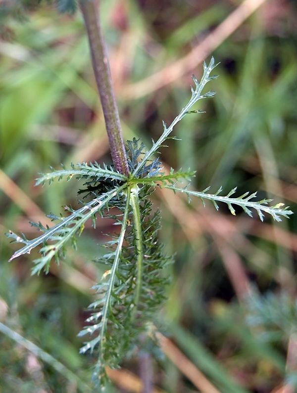 Image of genus Achillea specimen.