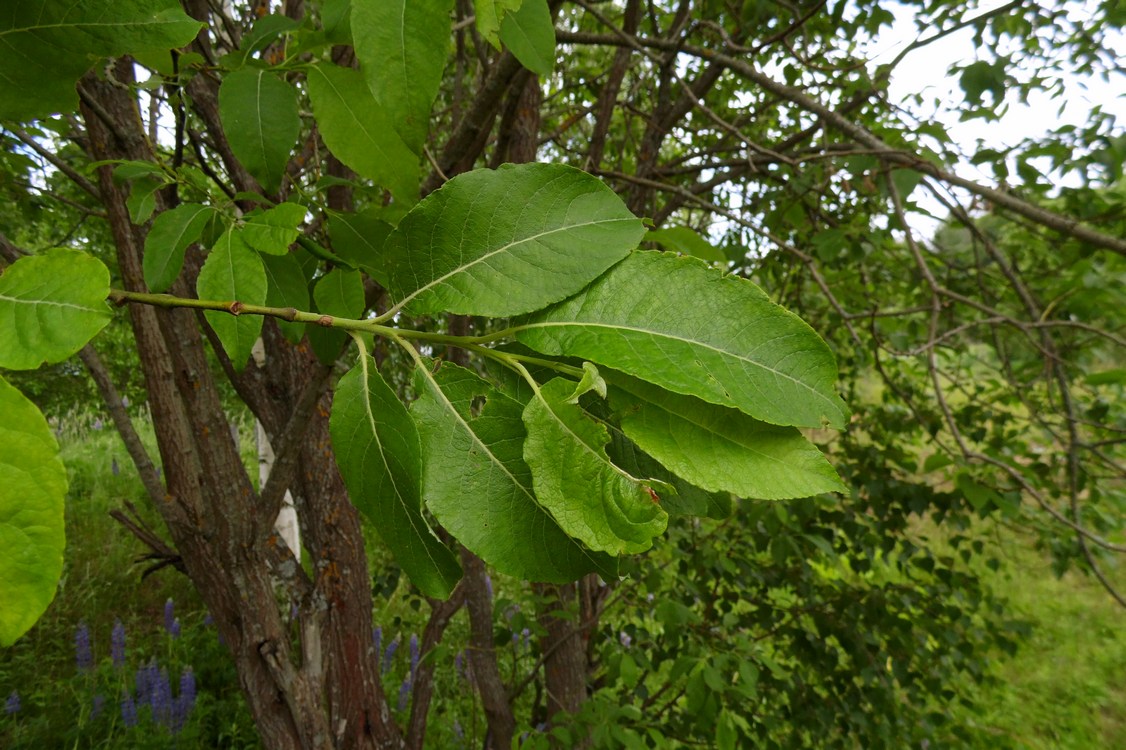 Image of Salix caprea specimen.