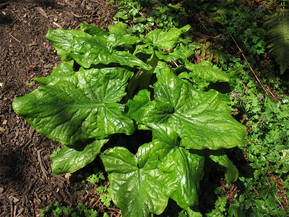 Image of Arum maculatum specimen.