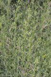 Scrophularia bicolor