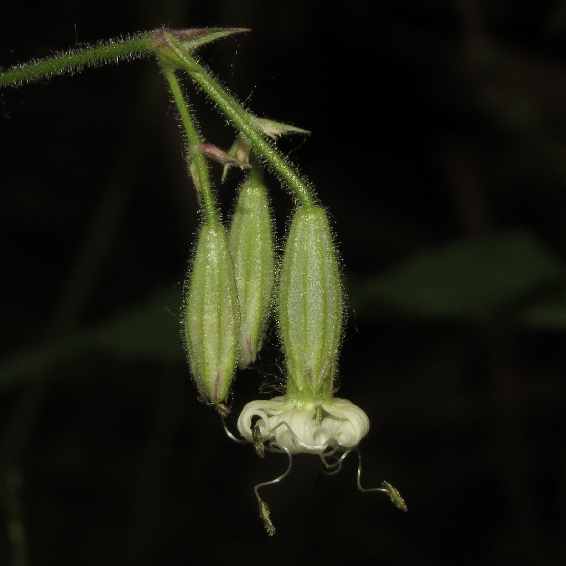 Image of Silene nutans specimen.