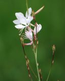 Image of taxon representative. Author is Марина Скотникова