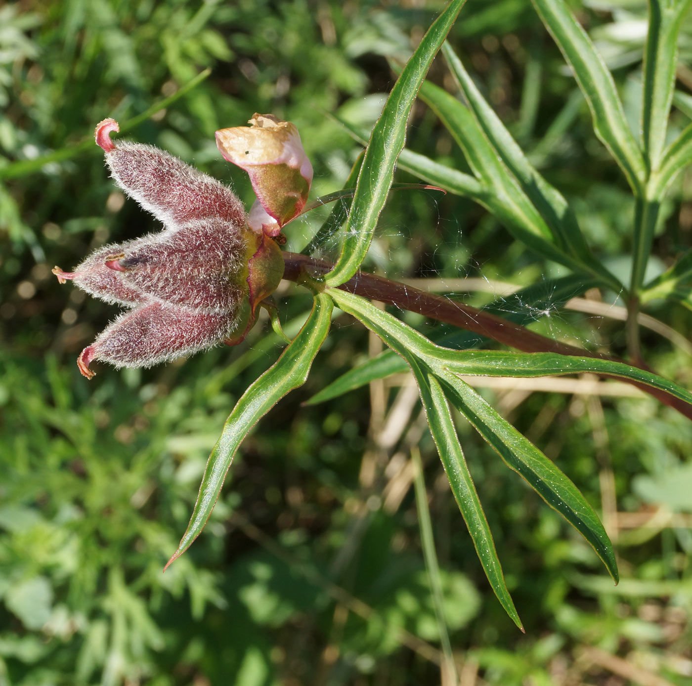 Image of Paeonia hybrida specimen.