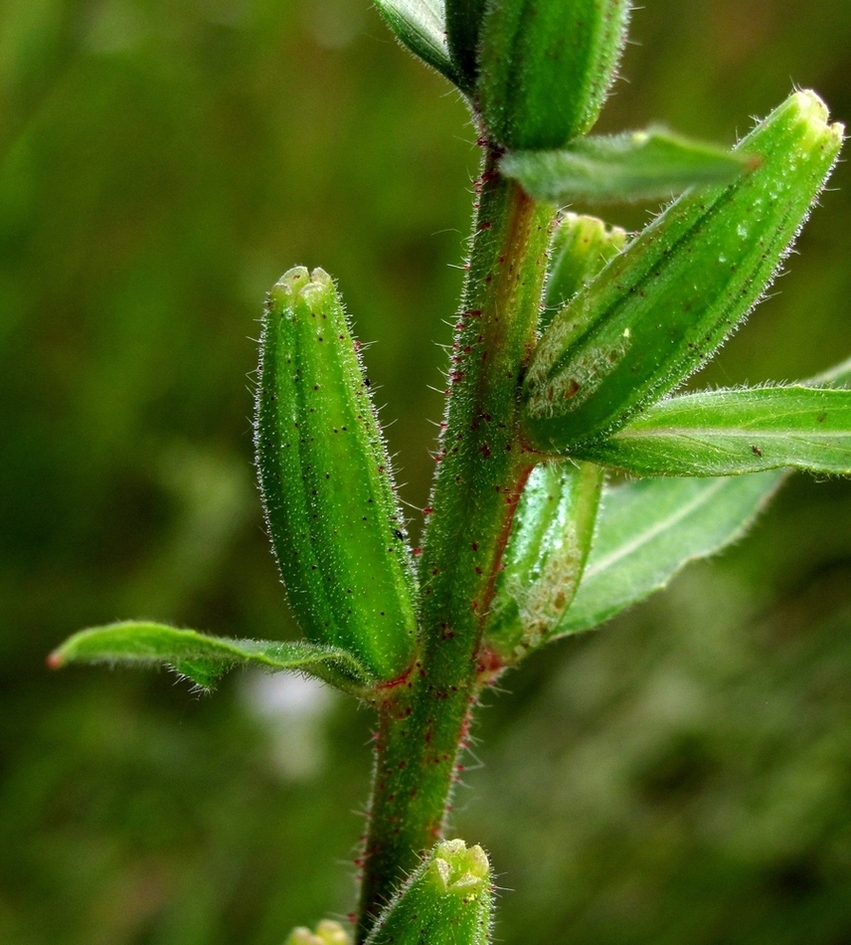 Image of Oenothera rubricaulis specimen.