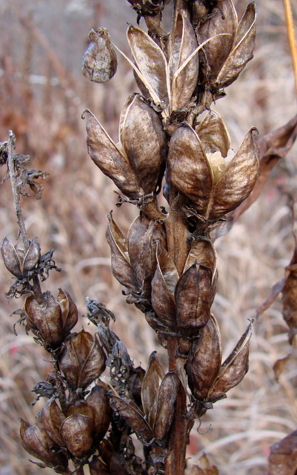 Изображение особи Veratrum lobelianum.