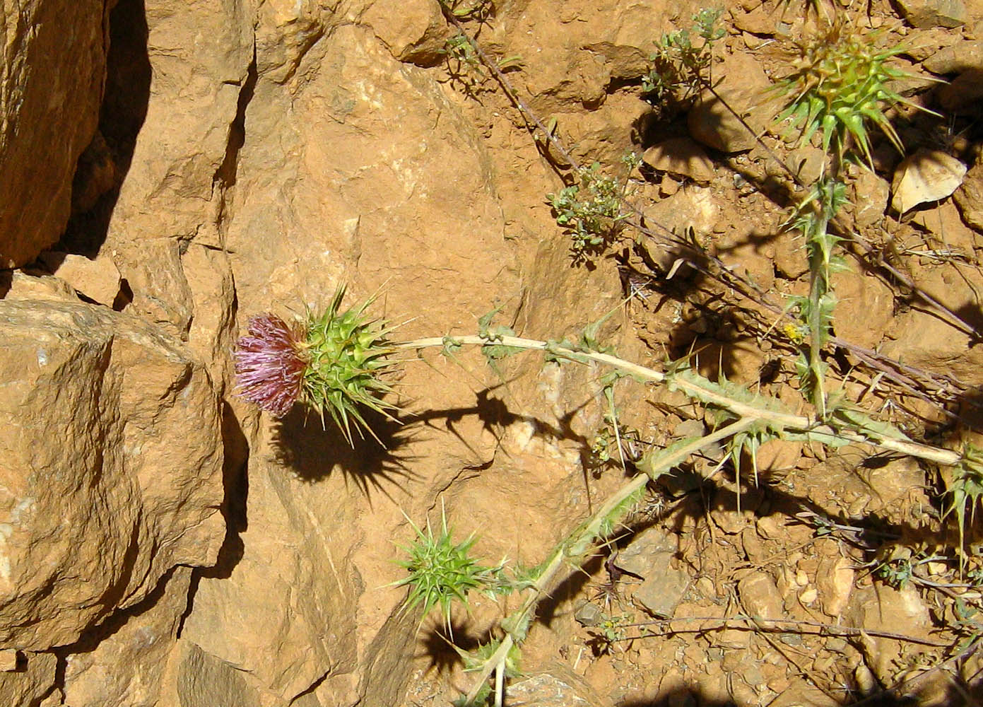 Image of Cousinia libanotica specimen.