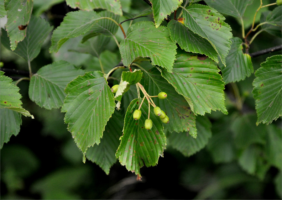 Изображение особи Sorbus alnifolia.