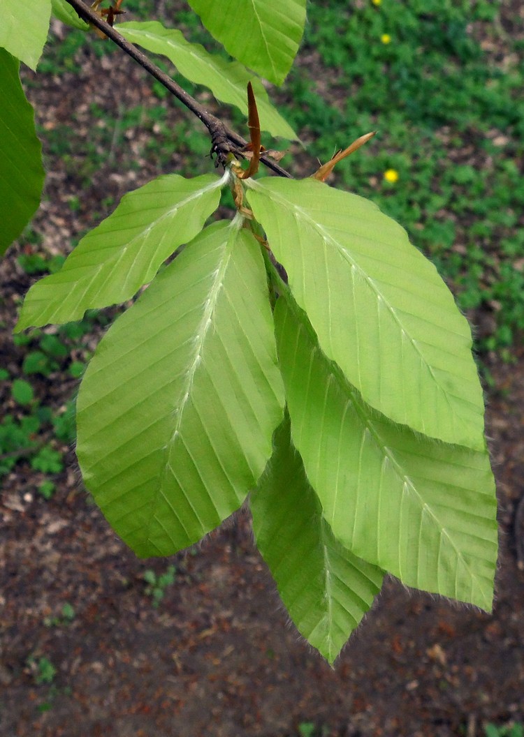 Image of Fagus orientalis specimen.