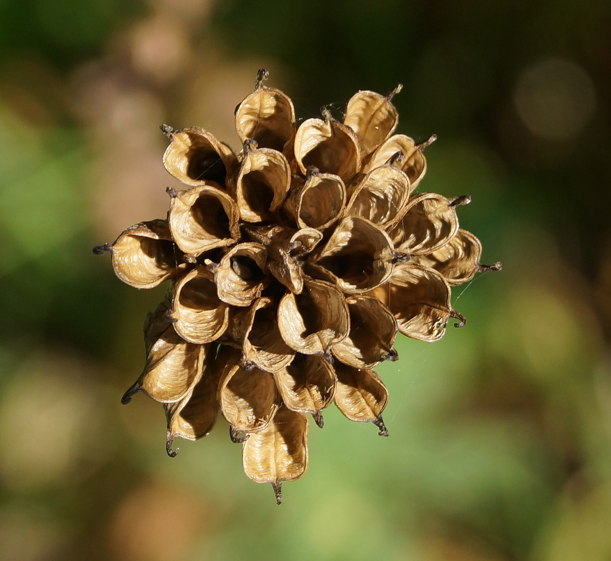 Image of Trollius altaicus specimen.