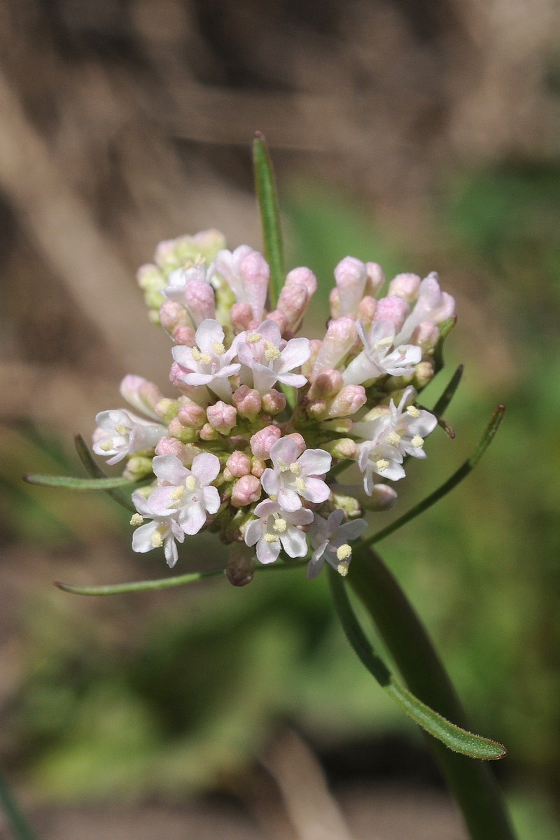 Изображение особи Valeriana tuberosa.