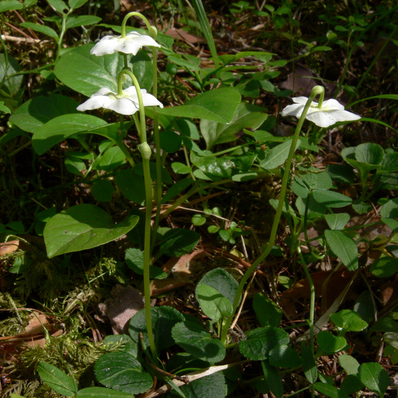 Image of Moneses uniflora specimen.