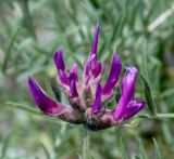 Astragalus circassicus