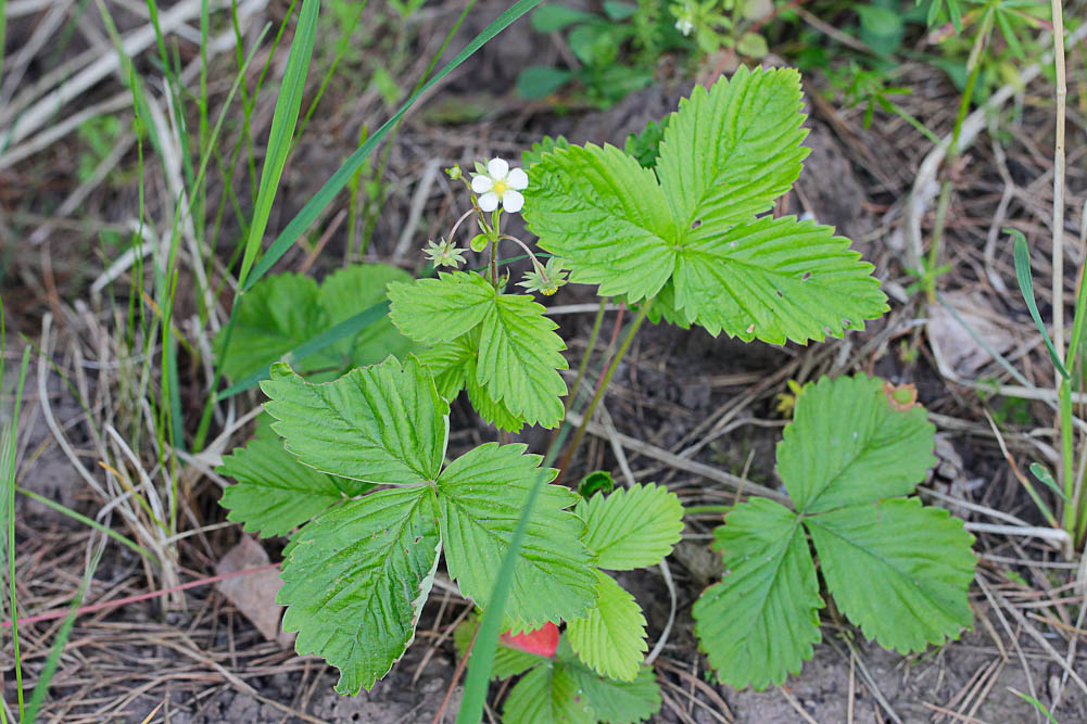 Image of Fragaria vesca specimen.