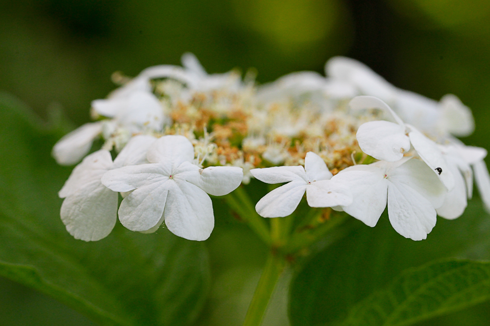 Image of Viburnum opulus specimen.