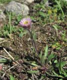 Erigeron uniflorus. Цветущее растение. Кабардино-Балкария, Эльбрусский р-н, долина р. Ирик, ок. 2700 м н.у.м. 14.07.2016.