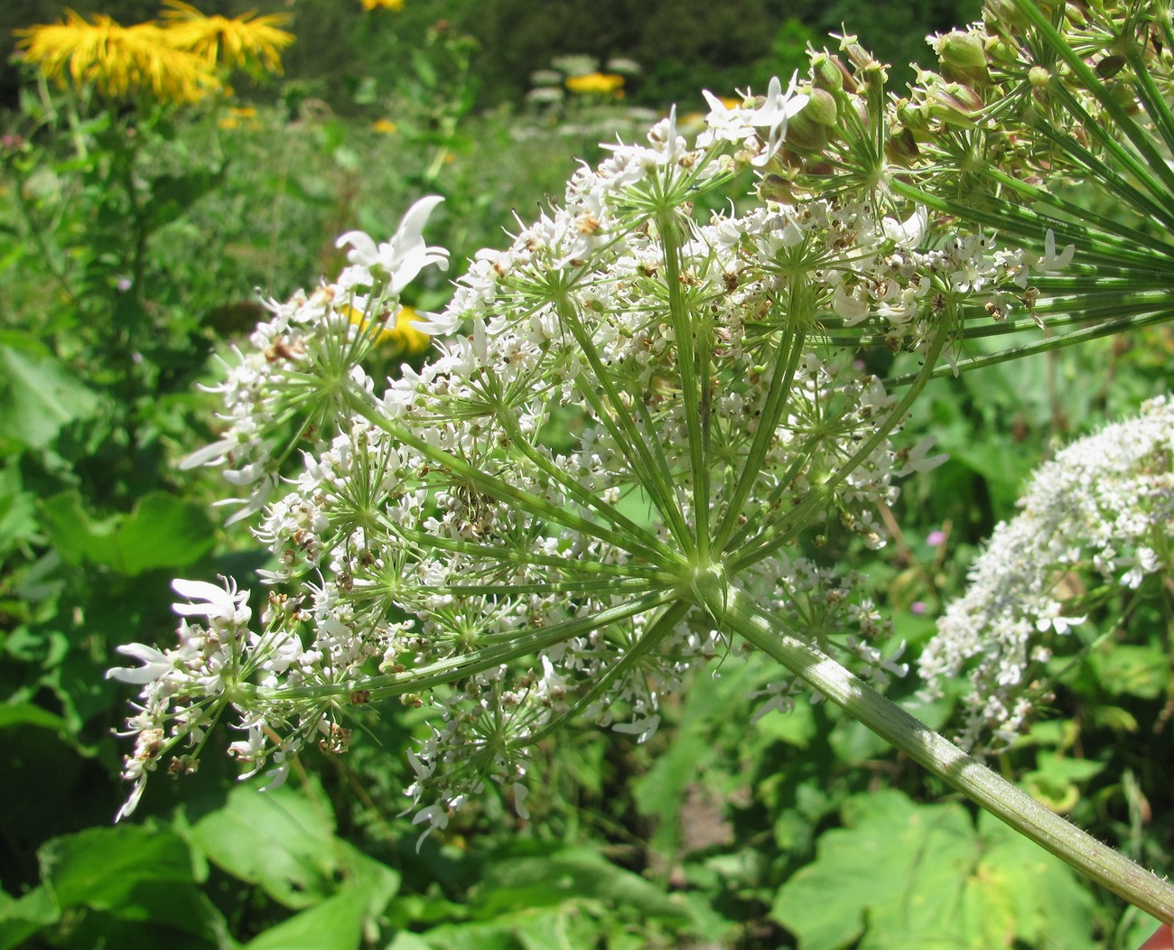 Image of Heracleum ponticum specimen.