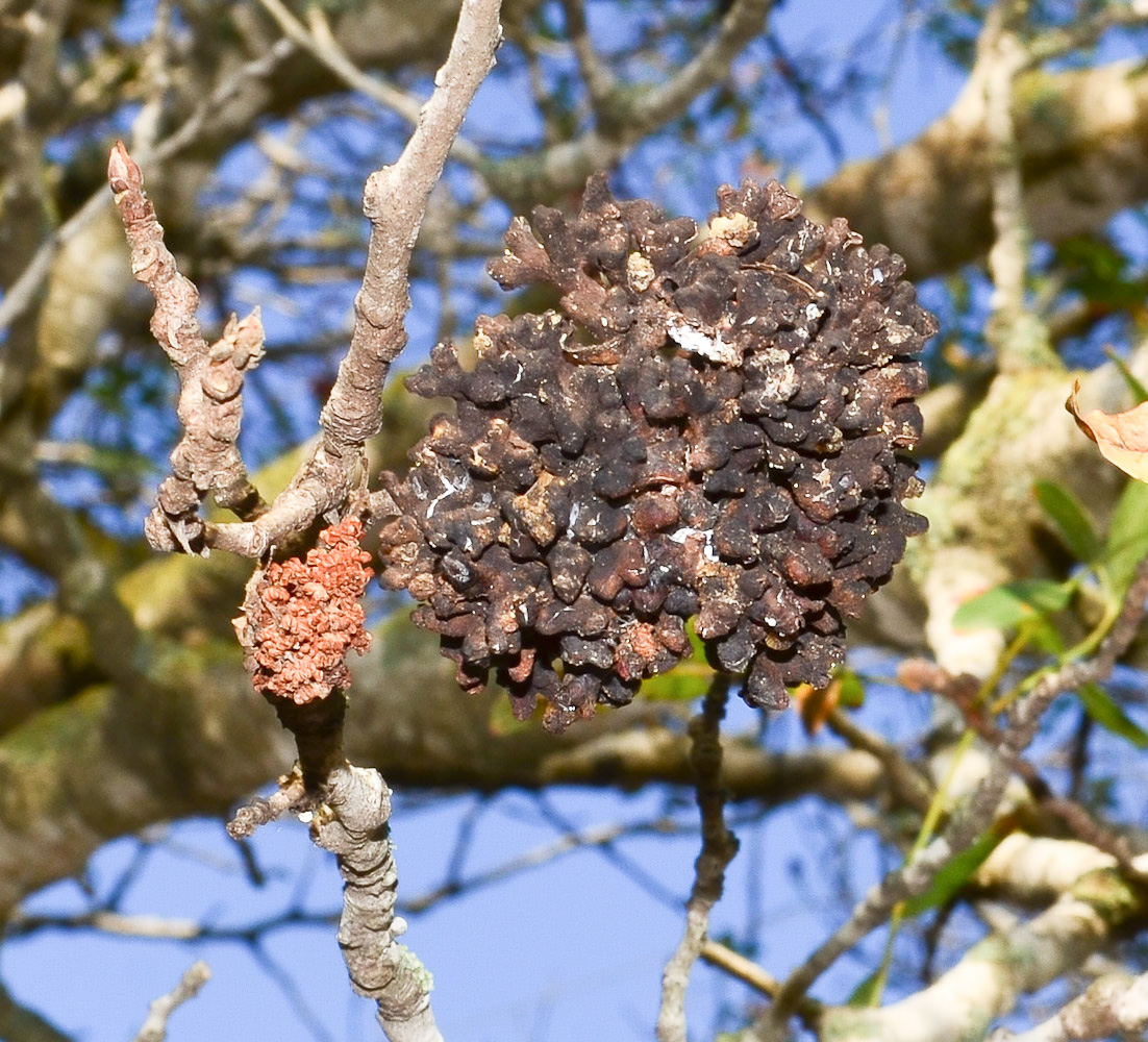 Image of Pistacia atlantica specimen.