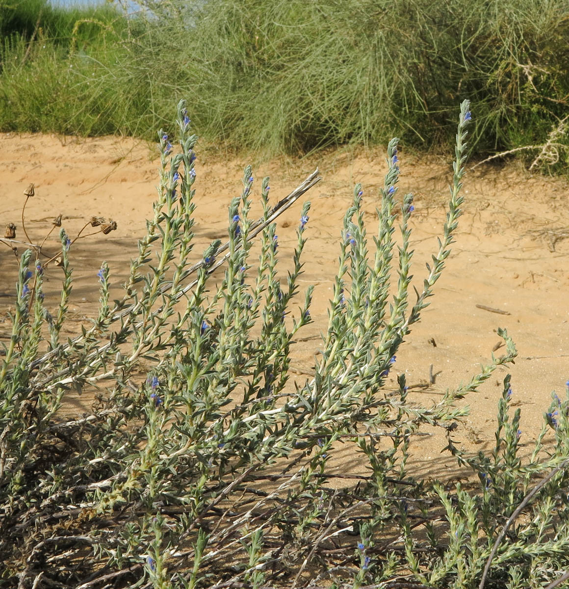 Image of Echiochilon fruticosum specimen.